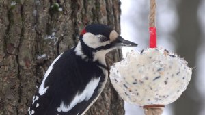 Дятлы тоже едят сало