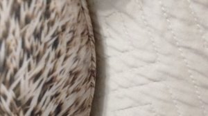 5 серия 1 сезона те самые которые двое