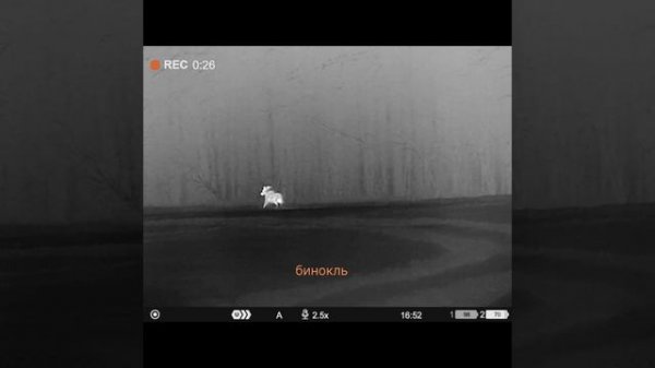 Охота на лося с подхода