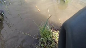 Сазан на удочку!