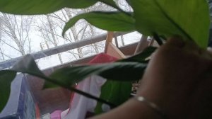 Как я бросала курить/ Про мои диеты/ Простая жизнь