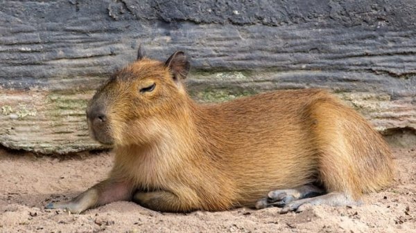 купил игровой центер в гта V!!!!