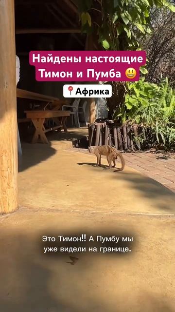 Локация: Зимбабве, водопад Виктория. Больше про путешествие по Африке своим ходом в профиле🙌🏻 смотреть онлайн