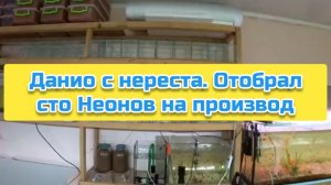 Данио с нереста. Отобрал сто Неонов на производ