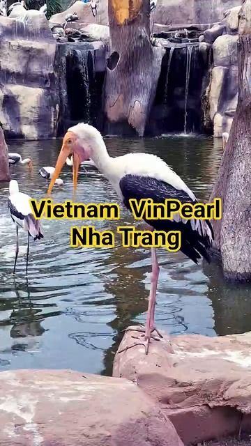 Nha Trang travel Vietnam Vinpearl #vietnam #travel смотреть онлайн