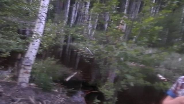 Посещение бобров у деревни Харино 20.05.2014