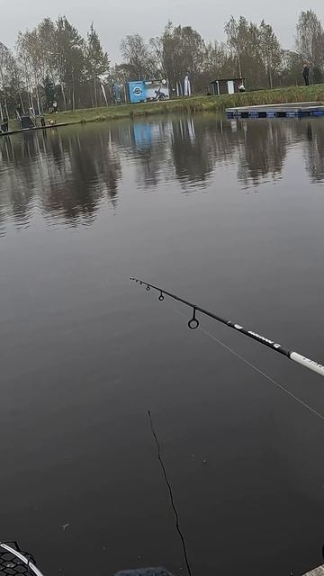 2 схода форели подряд #fishing #рыбалка #trout #ловляфорели