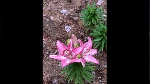 Библия и жизнь. Моя аудиокнига. Часть № 126