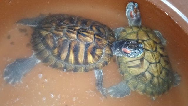 Красноухие черепахи 14 января 2026 года. Умная колонка Маруся рассказывает анекдоты! смотреть онлайн