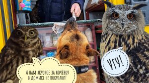 Выпустили Пса Кубика из гаражного заточения, купили рыбоньку в автолавке, в Совином Доле новый гость