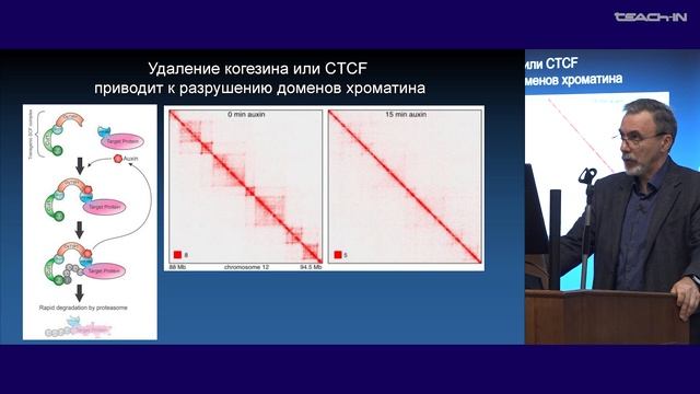 Киреев И.И. - Клеточная биология - 3. Структурная организация хроматина и митотических хромосом смотреть онлайн