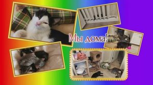 Кошки Мы дома