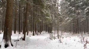 Загородная жизнь . Готовлю , выращиваю цветы , гуляю по лесу