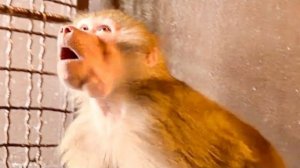 Люська со Степой осматривают новый вольер и ИЩУТ ГДЕ БЫ НАПАКОСТИТЬ!))