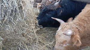 ОТКОРМ БЫКОВ