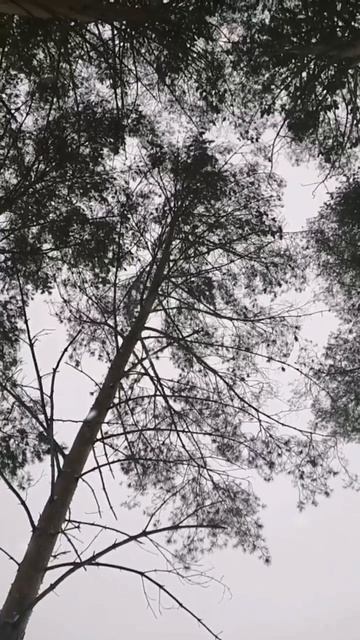 Бессмертный вальс Свиридова! смотреть онлайн