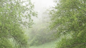 Майский туман ( извиняюсь за шум камеры )