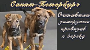 Санкт-петербург. Оставили замерзать привязав к дереву.