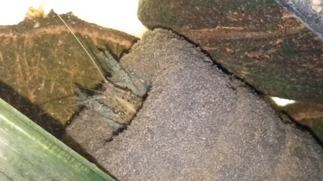 Мраморные раки, утро 14 января 2026 года смотреть онлайн