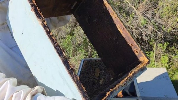 1000098741.mp4 какие расплоды на 8 января