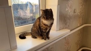 ПОЕЗДКА ДОМОЙ КОШКИ МУРКИ! ЗАБАВНАЯ РЕАКЦИЯ ПИТОМЦЕВ! 24 ЧАСА с КОТАМИ ВЕСНОЙ челлендж!