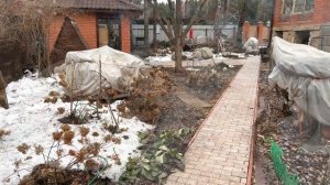 Дача в апреле. Открываю гортензии. Куры на даче .