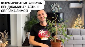 Формирование Фикуса Бенджамина Часть 11. Обрезка зимой