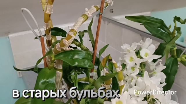 Как зацвести Дендробиум Нобиле. смотреть онлайн