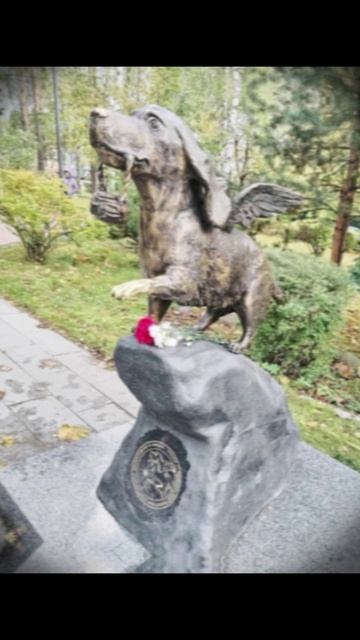 Собака-героиня❤️🔥