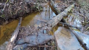 Охота на бобра.Пятый бобр с одного и того же места(Будни охотника и рыбака)