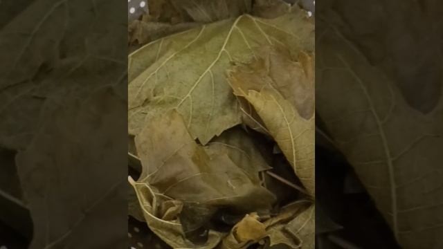 Минус 35 кг🔥 Удерживаю вес 5 лет⬆️ #ппголубцы #ппрацио смотреть онлайн