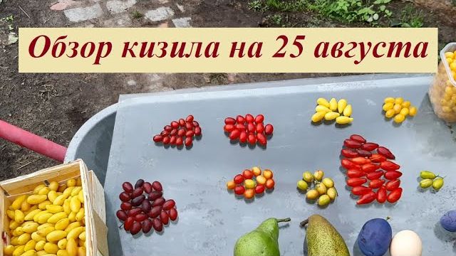 Обзор сортов кизила на 25 августа смотреть онлайн