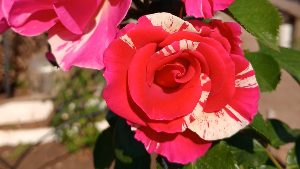 Красивые розы, вспомним лето ! #цветы смотреть онлайн