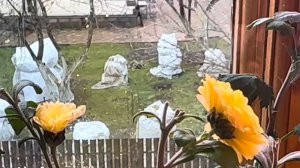 Черенкование хризантемы поздней осенью , зимовка хризантемы в теплице