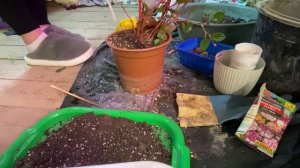 14-01-2026Новый цветок, мох, вареники с желанием