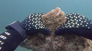 Камбала Калкан / Подводная охота