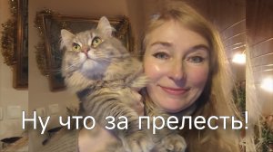 Котики, дешёвая еда и ... финансовая жопа