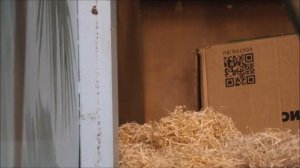 Пока папа и мама принимают завтрак малышка  Бушель занимается коробкой 12.01.2026