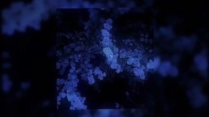 ОПИСАНИЕ СЪЕЛА СОБАКА... название песни -- мой портрет - трафарет ;З