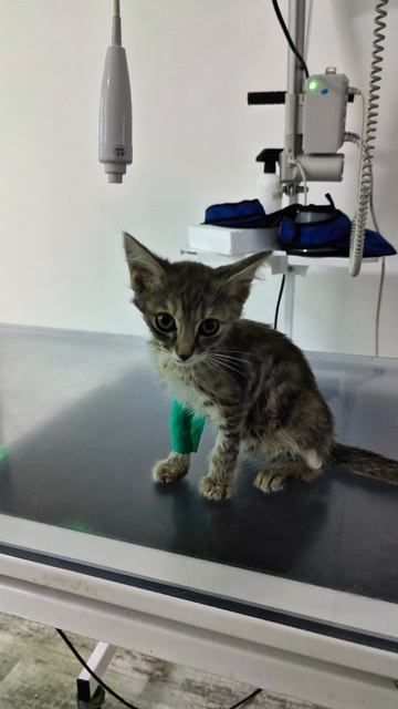 Моё новогоднее чудо.