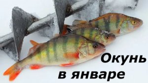 КАК ЛОВИТЬ ОКУНЯ в ЯНВАРЕ? НАЖИВКИ и СНАСТИ для ЛОВЛИ ОКУНЯ! МЕСТА и ВРЕМЯ для РЫБАЛКИ в ЯНВАРЕ
