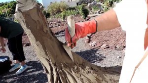 канарское дерево  из  арт бетона.  мастер класс как  сделать кору дерева из цемента.