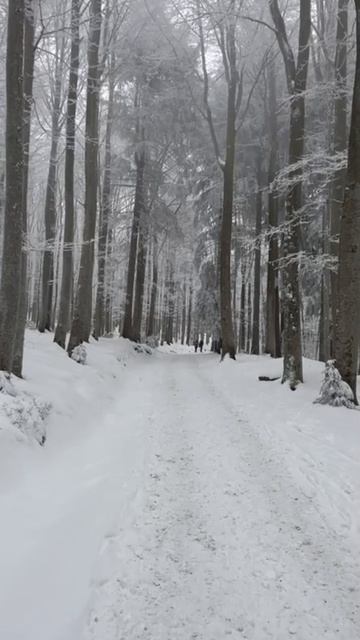 Зима в Баварии. Баварский лес