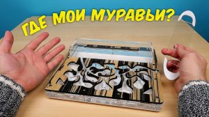 Что с моими Муравьями? Почему я их долго не снимал. alex boyko