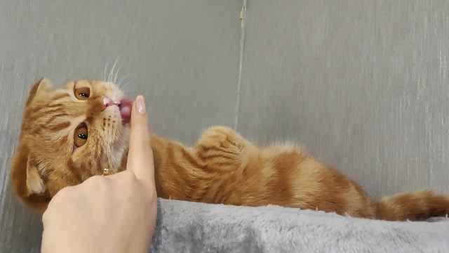 специалист по художественной лени😃😅😜 смотреть онлайн