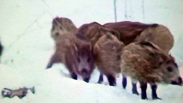 1988 год. Тюменская область. Кабаны в заказнике смотреть онлайн