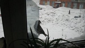 ДУБОНОС. Редкие птицы. Кормушка за окном. Сибирь. Зима. Лесные птицы. Птицы Сибири. Кормлю птиц