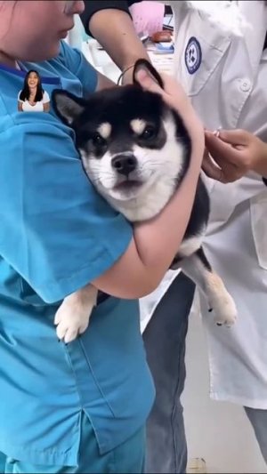 Наши питомцы🐕