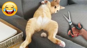 СМЕЙСЯ ДО СЛЁЗ 🤣 ВЕСЕЛАЯ ПОДБОРКА ПРИКОЛОВ С ЖИВОТНЫМИ😁