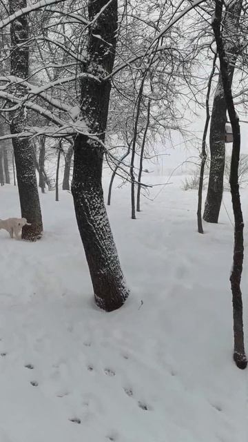 Краснодар завалило снегом. Шок контент 😱